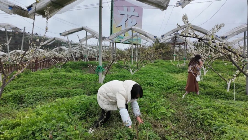 農事體驗活動現場。