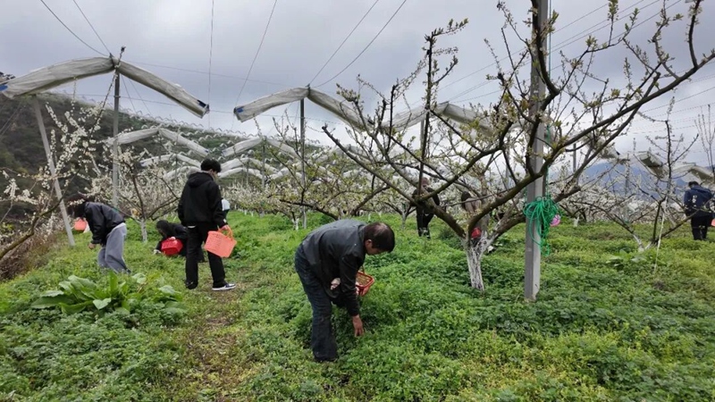 農事體驗活動現場。