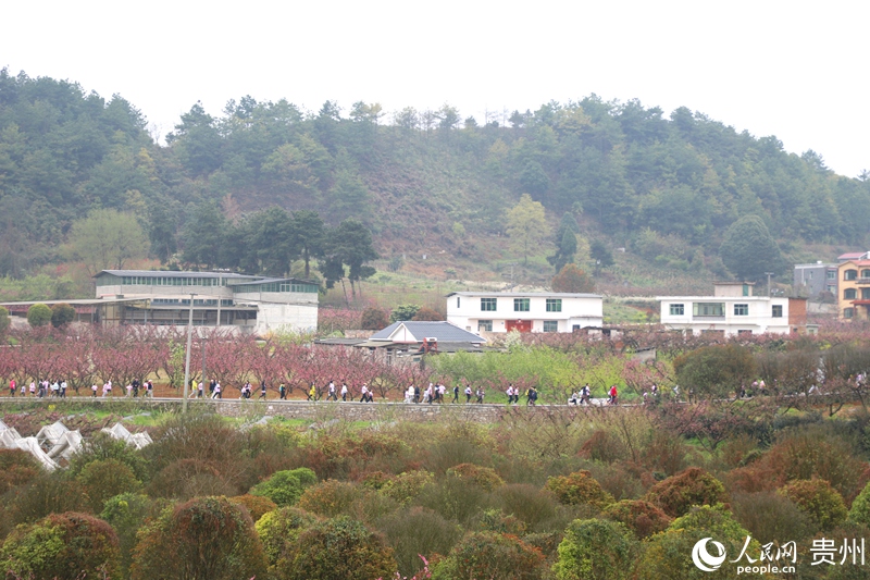 永樂鄉萬畝桃林盛放，勾勒春日鄉村生態畫卷。人民網 龍章榆 攝