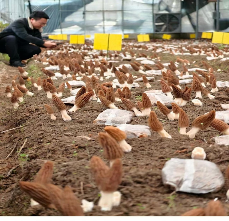 （圖一 農(nóng)藝師在種植基地查看羊肚菌生長(zhǎng)情況）