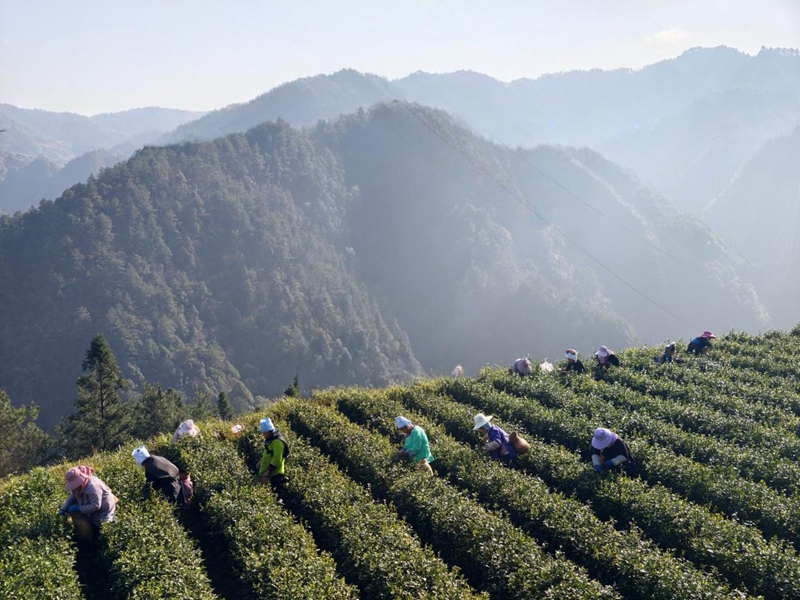 (圖三 茶農在茶園采茶)