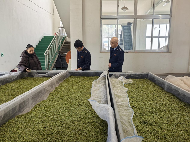 (圖四 稅務干部了解茶青品質并講解農產品收購發票開具涉稅事項)