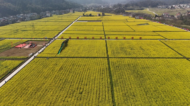 圖片1花海映春光 稅法伴同行