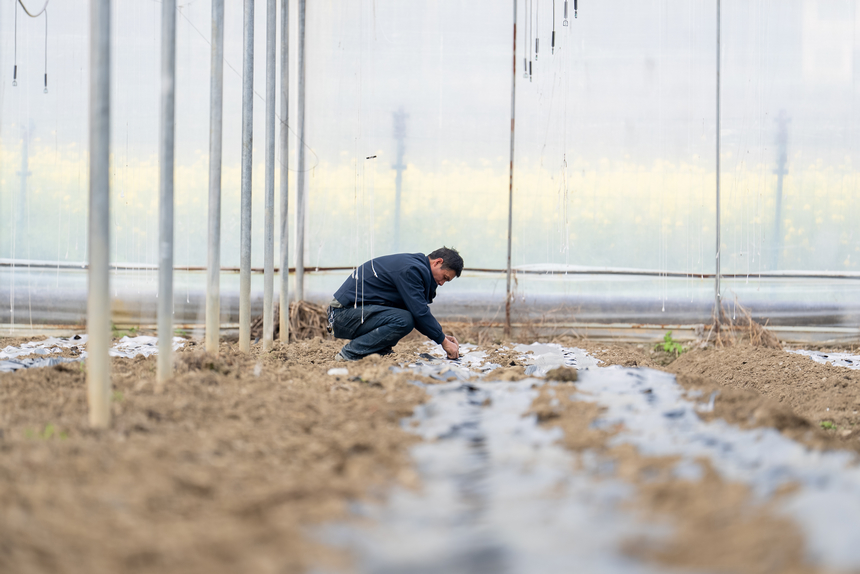 工人在大棚內鋪設滴灌管道。人民網記者 涂敏攝