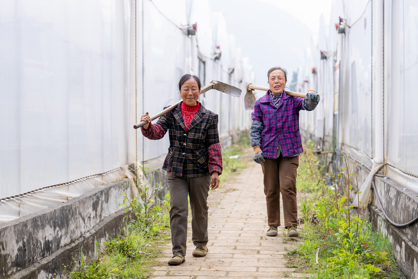 工人前往其他大棚內培土。人民網記者 涂敏攝