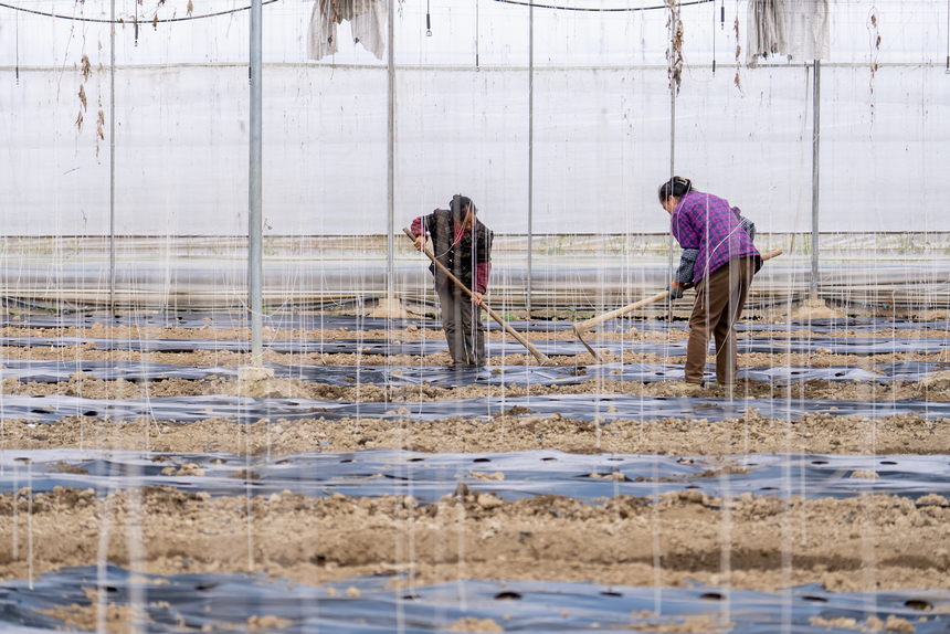 大棚內，工人們正為剛剛種下的貝貝南瓜覆土培壟。人民網記者 涂敏攝