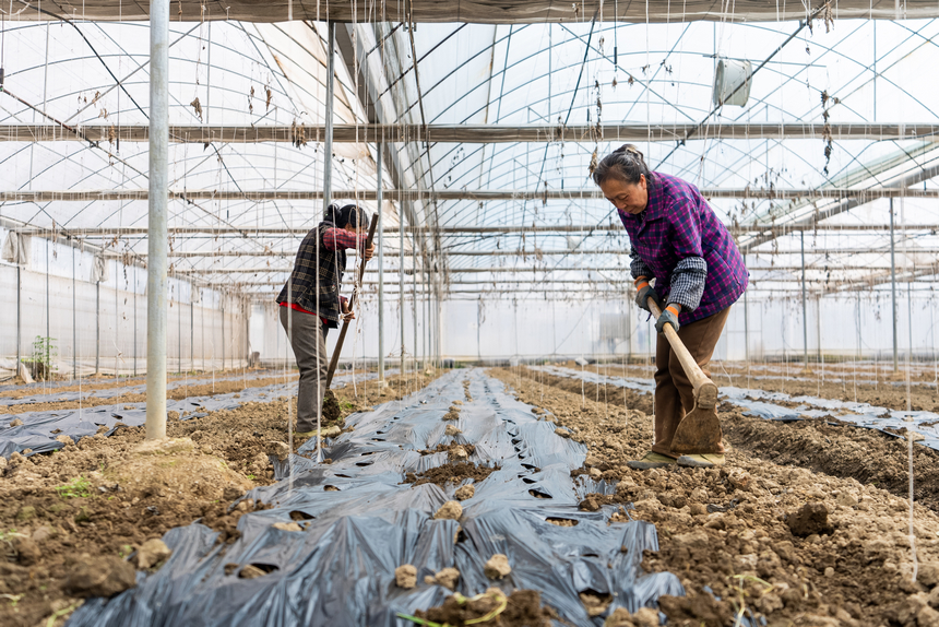 大棚內，工人們正為剛剛種下的貝貝南瓜覆土培壟。人民網記者 涂敏攝