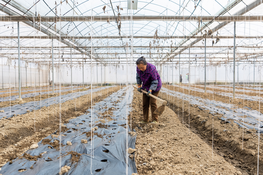 大棚內，工人們正為剛剛種下的貝貝南瓜覆土培壟。人民網記者 涂敏攝
