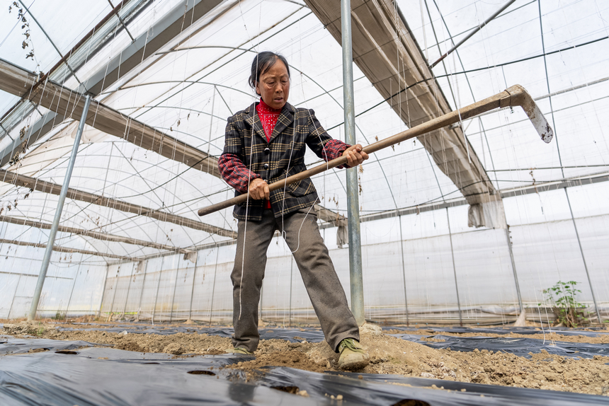 大棚內(nèi)，工人們正為剛剛種下的貝貝南瓜覆土培壟。人民網(wǎng)記者 涂敏攝