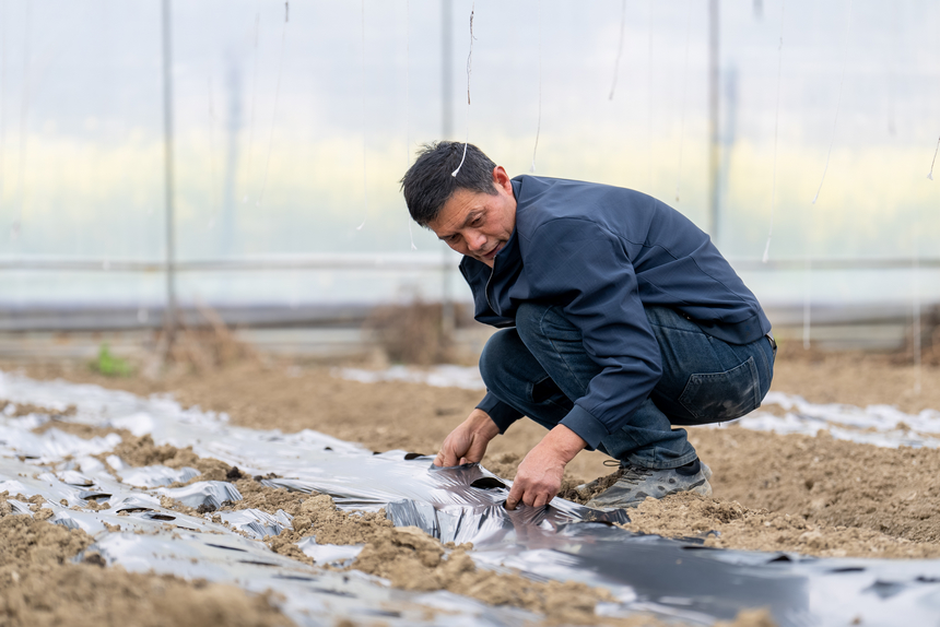 工人在大棚內(nèi)鋪設(shè)滴灌管道。人民網(wǎng)記者 涂敏攝