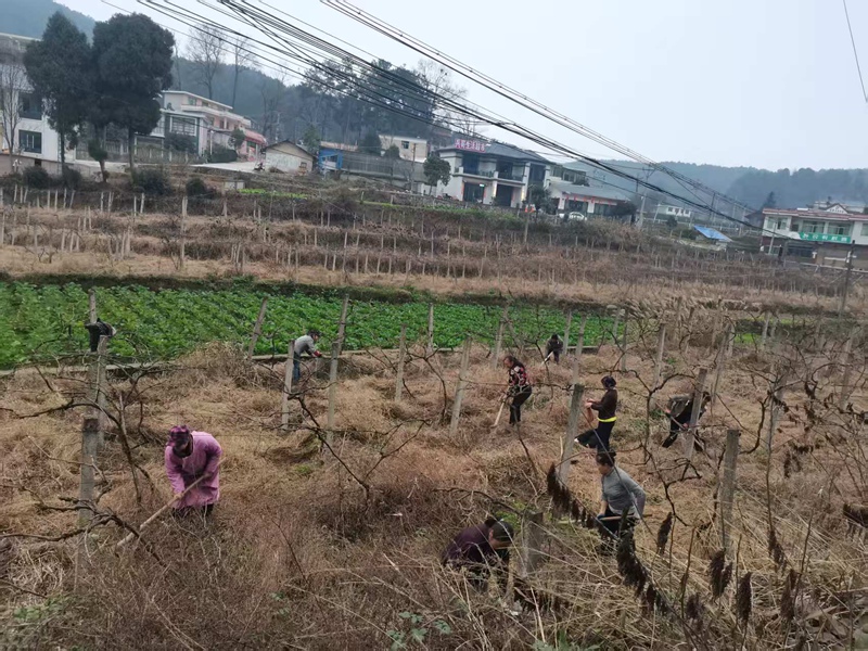 圖為:村民為葡萄基地除草