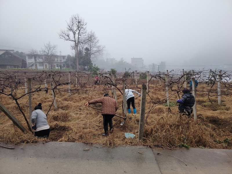 圖為:葡萄基地忙碌