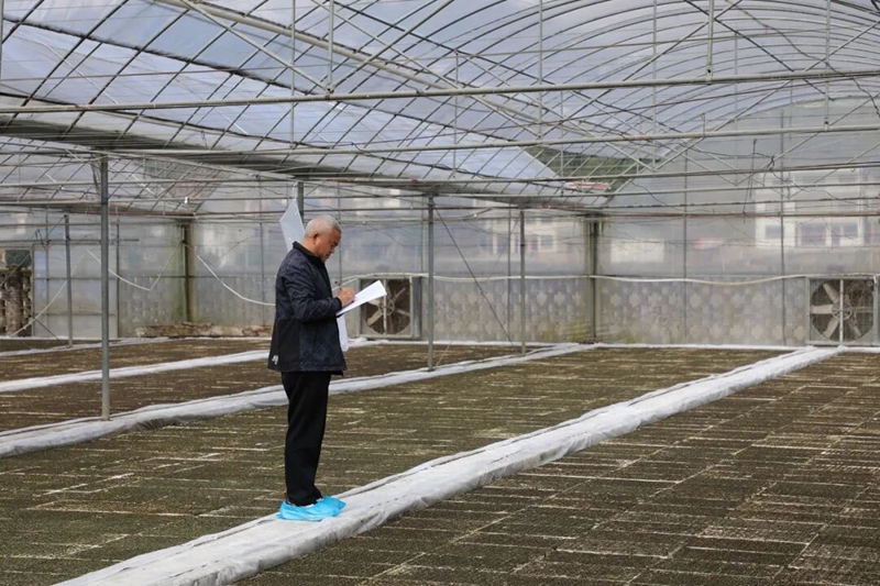 圖為:烤煙育苗大棚