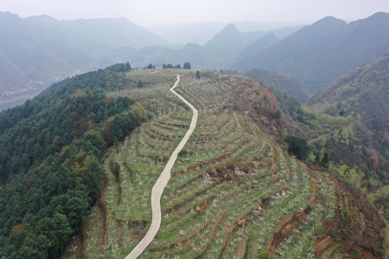 3月19日,古達鄉中田村梨園基地 魯紹林 攝