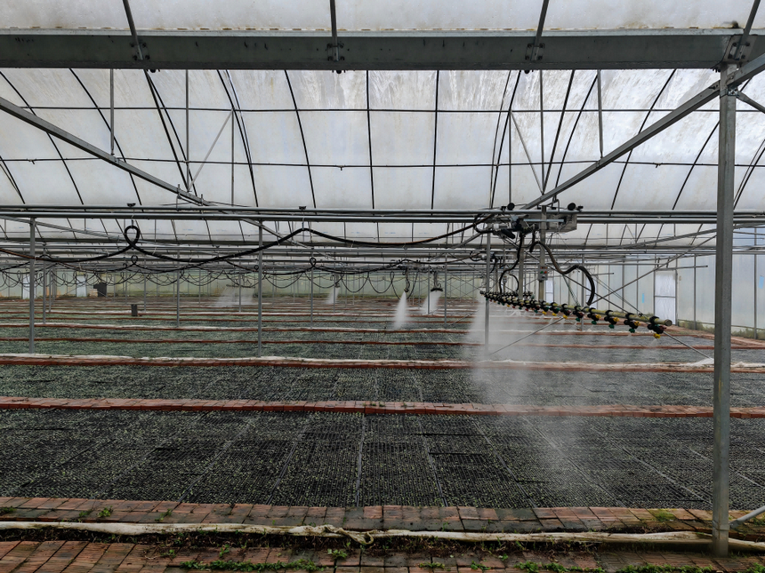 自動化噴淋系統運行,細密水霧均勻滋養棚內煙苗。謝永恒攝