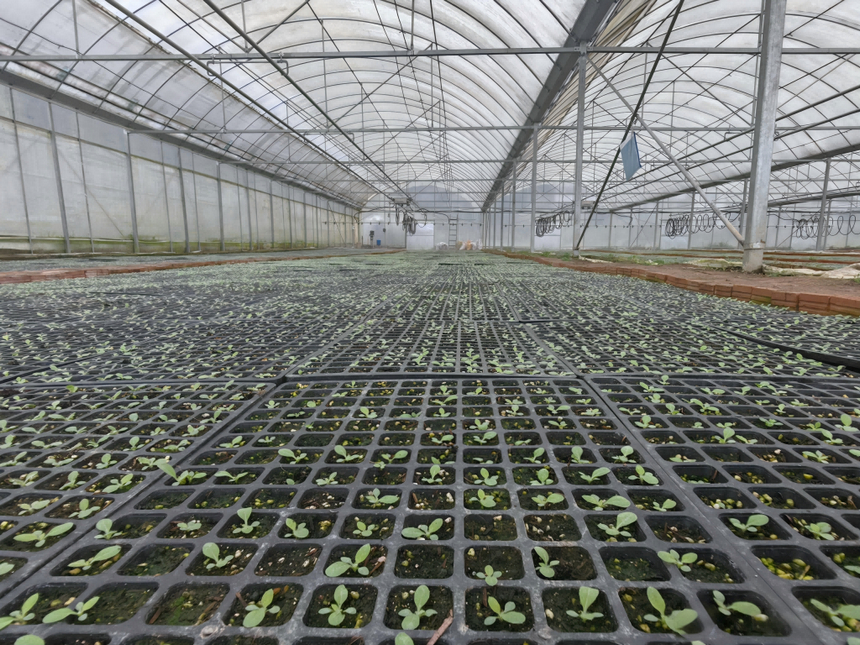 智能育苗棚內,煙苗嫩芽在育苗盤中舒展新綠。謝永恒攝