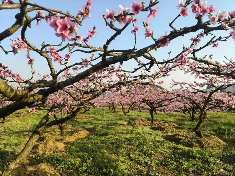 萬畝桃林競綻放。