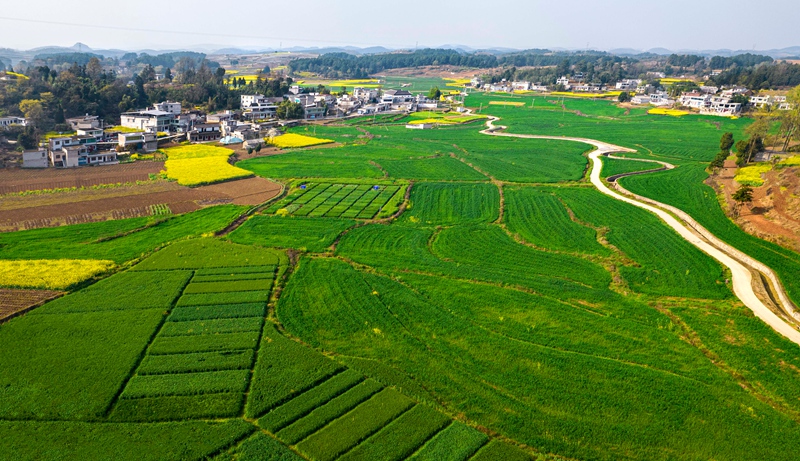 3月21日，貴州省黔西市金碧鎮高標準農田里的小麥長勢喜人。