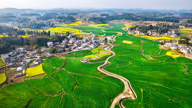 3月21日，貴州省黔西市金碧鎮高標準農田里的小麥長勢喜人。