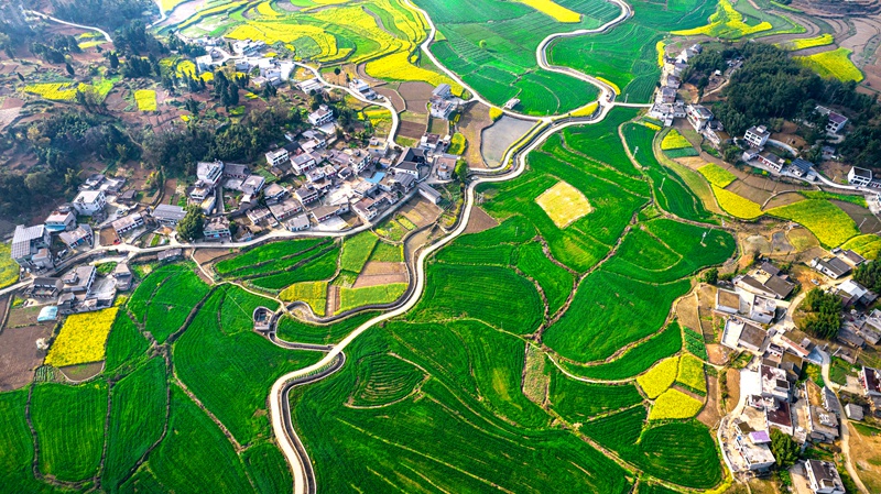 3月21日，貴州省黔西市金碧鎮高標準農田里的小麥長勢喜人。