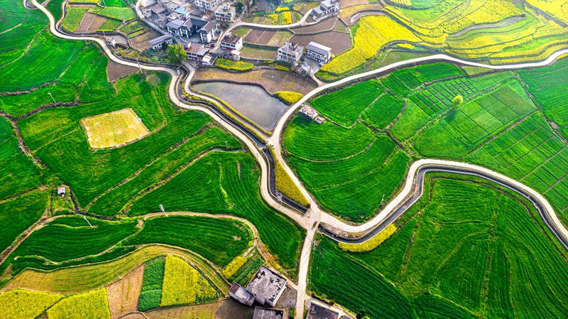 3月21日，貴州省黔西市金碧鎮高標準農田里的小麥長勢喜人。