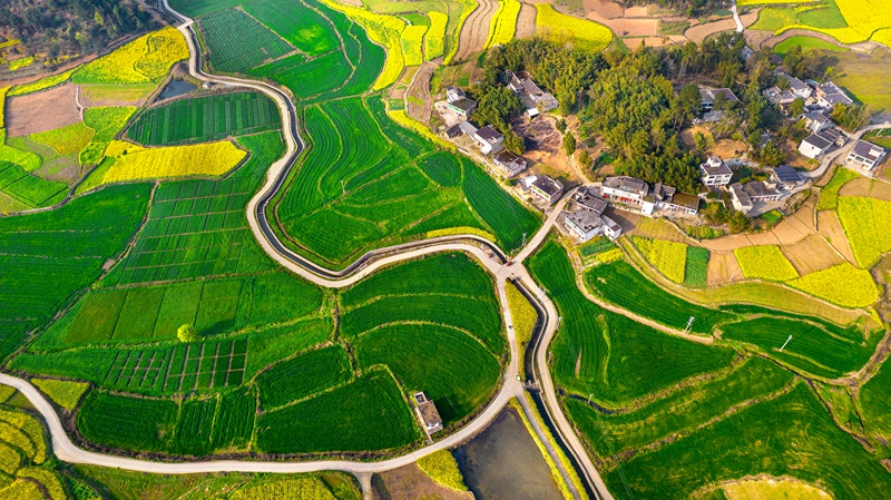 3月21日，貴州省黔西市金碧鎮高標準農田里的小麥長勢喜人。