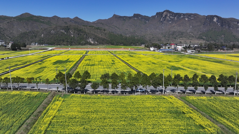 國道352線穿越烏羅油菜花海。 戴剛攝.jpg