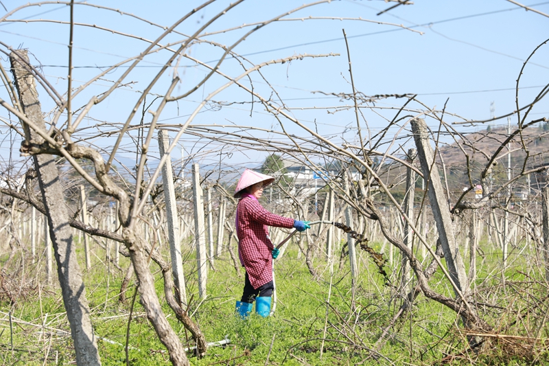 工人給獼猴桃施肥。  梁博儒攝.JPG