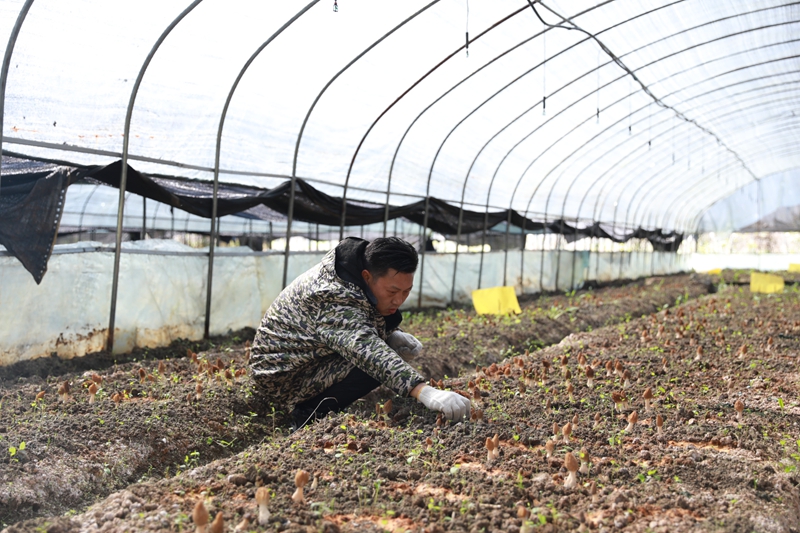 工人在照料羊肚菌。  梁博儒攝.JPG