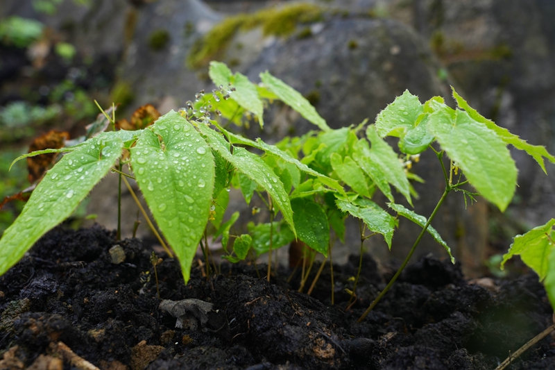 2026年3月19日，貴州省畢節(jié)市納雍縣樂治鎮(zhèn)碓叉壩社區(qū)淫羊藿種植基地，長(zhǎng)勢(shì)良好的淫羊藿。