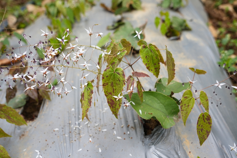 2026年3月19日,貴州省畢節市納雍縣樂治鎮碓叉壩社區淫羊藿種植基地,長勢良好的淫羊藿。