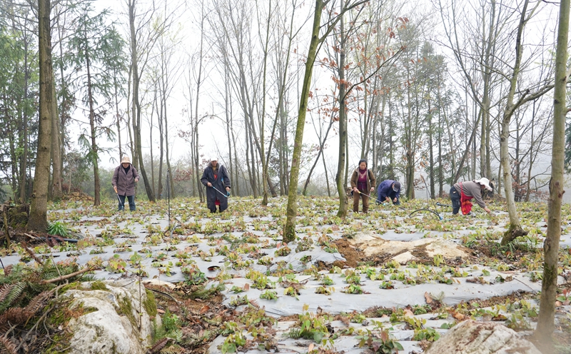 2026年3月19日，貴州省畢節(jié)市納雍縣樂(lè)治鎮(zhèn)碓叉壩社區(qū)淫羊藿種植基地，村民在給淫羊藿施肥。 