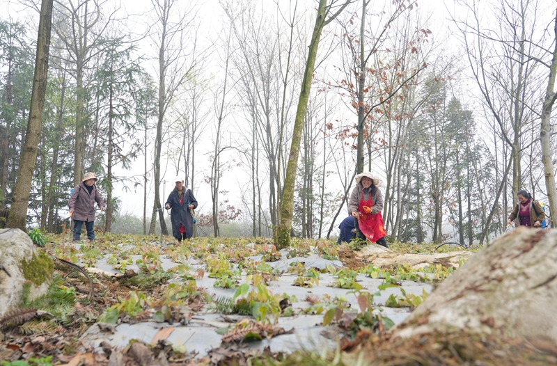 2026年3月19日，貴州省畢節(jié)市納雍縣樂治鎮(zhèn)碓叉壩社區(qū)淫羊藿種植基地，村民在給淫羊藿施肥。 