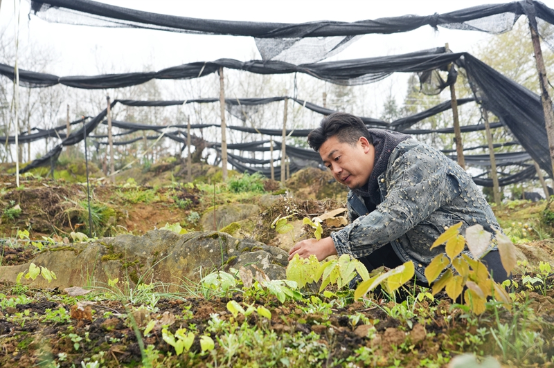 2026年3月19日，貴州省畢節市納雍縣樂治鎮碓叉壩社區淫羊藿種植基地，基地負責人在察看淫羊藿長勢。 