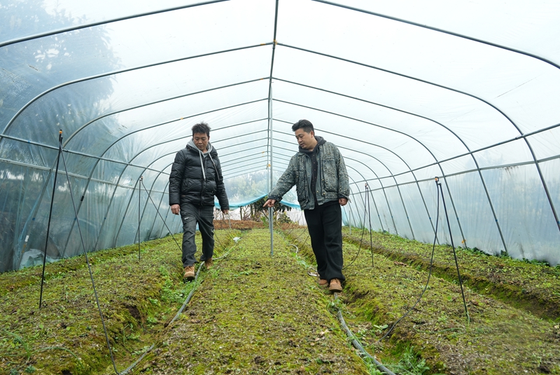 2026年3月19日，貴州省畢節市納雍縣樂治鎮碓叉壩社區淫羊藿種植基地，基地負責人在察看淫羊藿苗生長情況。