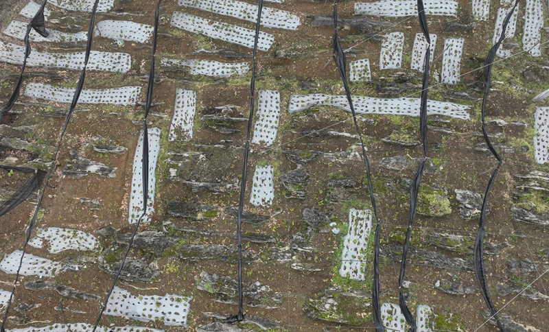 2026年3月19日，貴州省畢節市納雍縣樂治鎮碓叉壩社區淫羊藿種植基地一角。