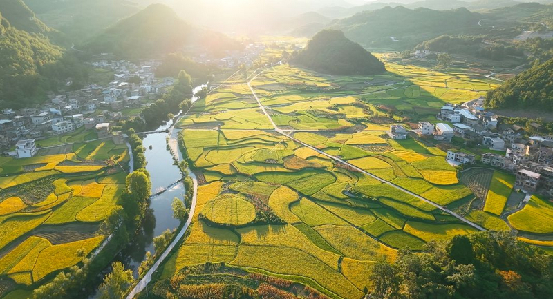 羨塘鎮龍虎村稻田。