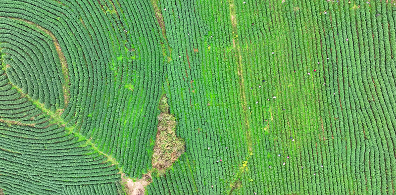萬畝茶園陸續采摘。