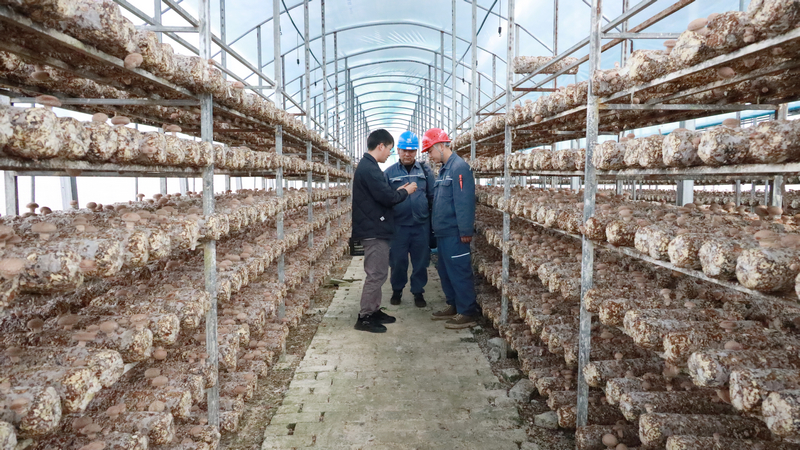 深入黔山菌業香菇生產基地了解生產用電情況及香菇生長情況。盧關文攝