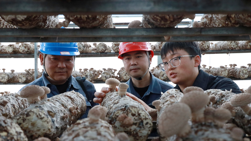 深入黔山菌業香菇生產基地了解生產用電情況及香菇生長情況。盧關文攝