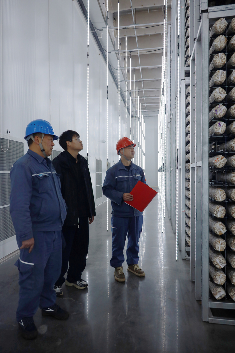走進菌棒恒溫存儲車間了解用電情況。盧關文攝
