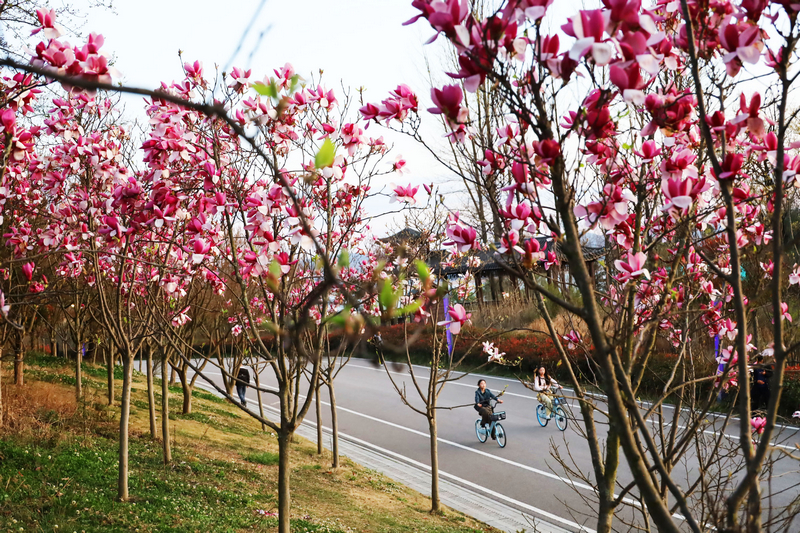 游客在草海北坡生態(tài)公園內(nèi)的步道上騎自行車、散步，不時(shí)駐足觀賞競(jìng)相綻放的玉蘭花。