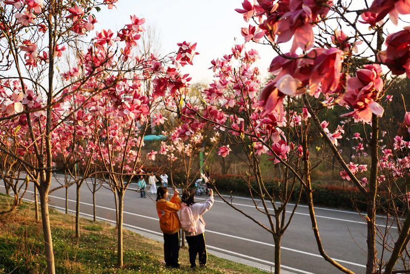 游客在草海北坡生態公園駐足觀賞玉蘭花，打卡拍照。