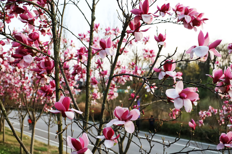 拍攝的草海北坡生態(tài)公園競相綻放的玉蘭花，一派生機盎然的景象。