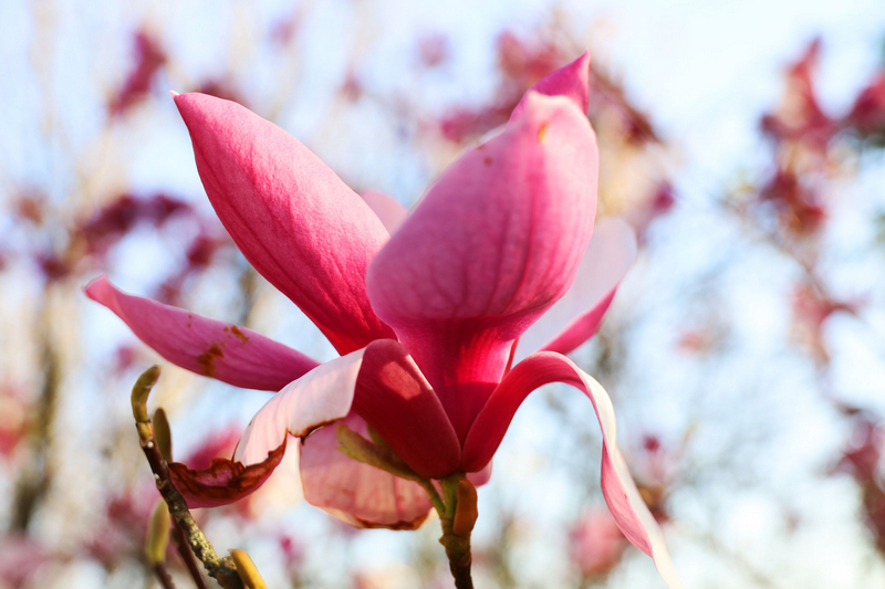 拍攝的草海北坡生態公園競相綻放的玉蘭花朵。