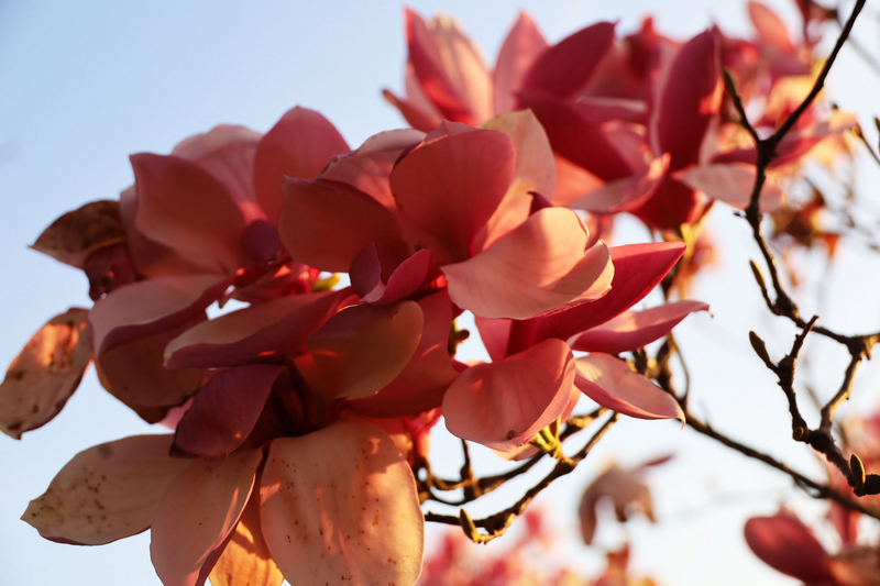 拍攝的草海北坡生態公園競相綻放的玉蘭花朵。