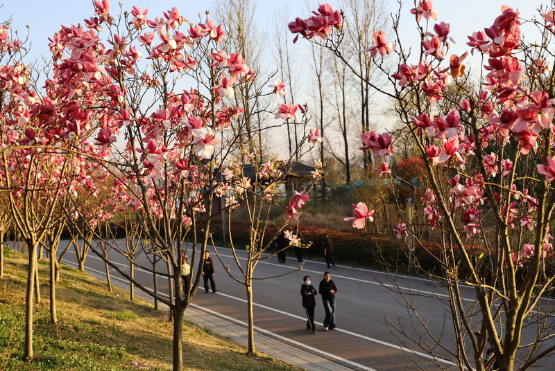 游客在草海北坡生態(tài)公園內(nèi)的步道散步，不時駐足觀賞競相綻放的玉蘭花。