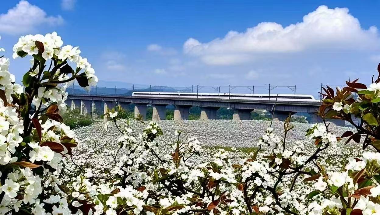 修文縣景陽街道香巴湖村梨花 。賀文灃攝