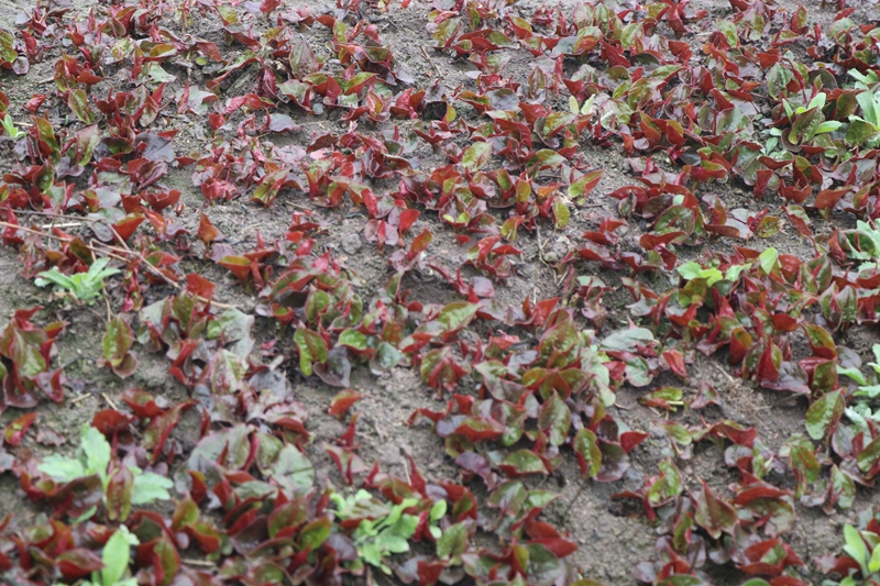 生長中的折耳根。 汪中菊攝.jpg