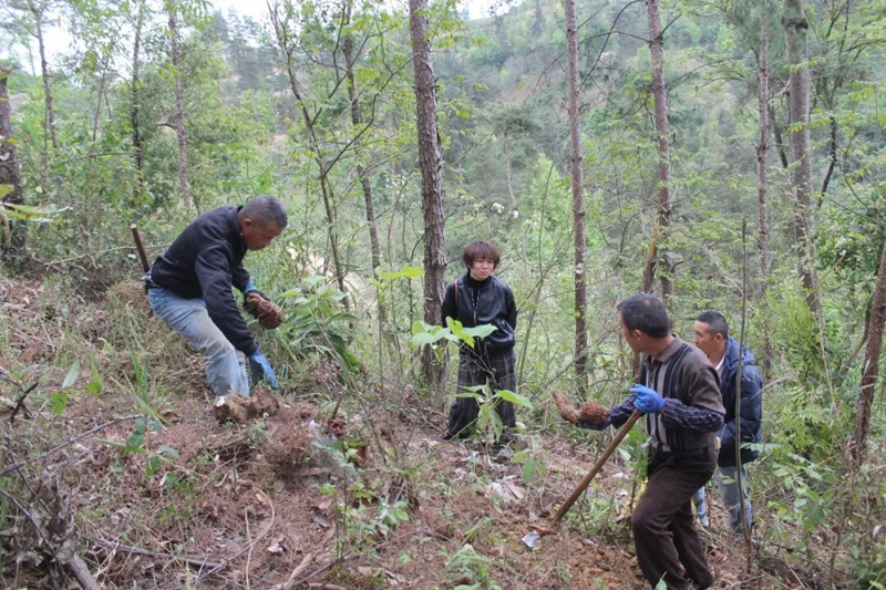 農戶采挖松茯苓.jpg